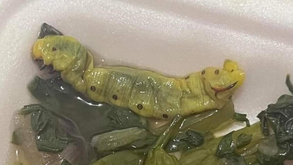 網友吃自助餐遇到巨型菜蟲。（圖／翻攝自臉書「爆廢公社」）
