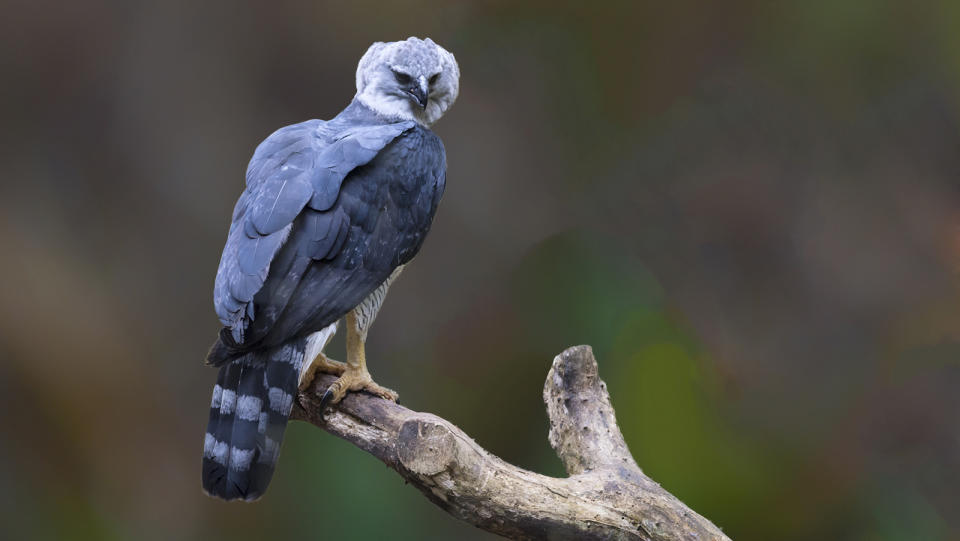 Harpy eagle