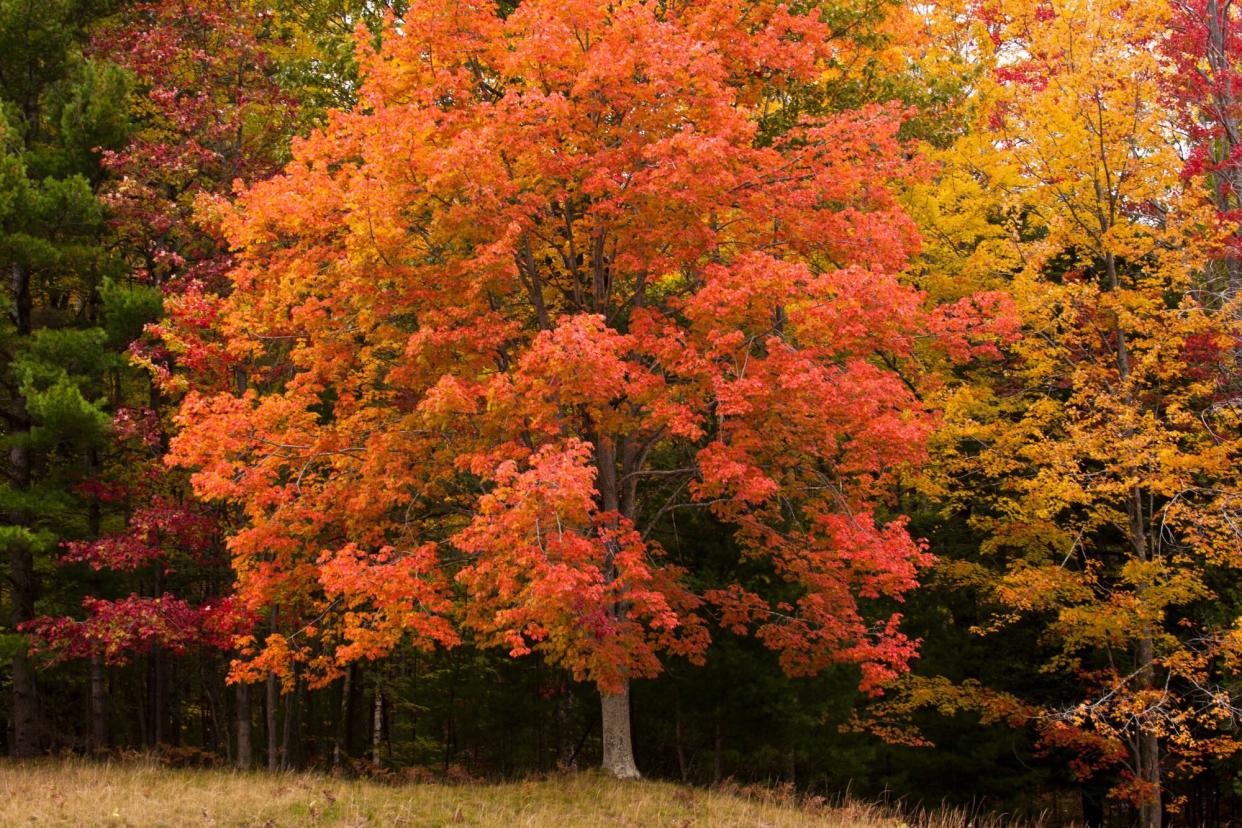 Red Maple tree (Acer rubrum) in Sleeping Bear Dunes National Lakeshore, Michigan