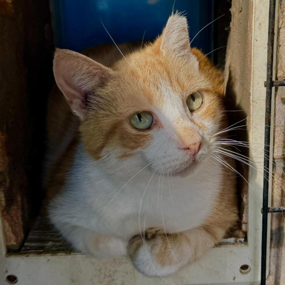 Buttercup lived outside the SPCA Adoption Center until one day he strolled in to join the other cats. He still yearns for the outdoors and will dart out or claw through screens, so he’ll need to be watched. He loves other cats, and has become best friends with Loraina.