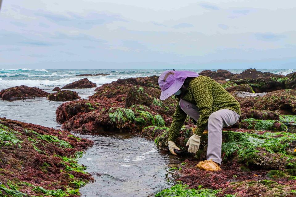 跟著海女在海蝕平台上探索潮間帶各類生物，是春季的限定體驗。   圖：新北市觀旅局提供