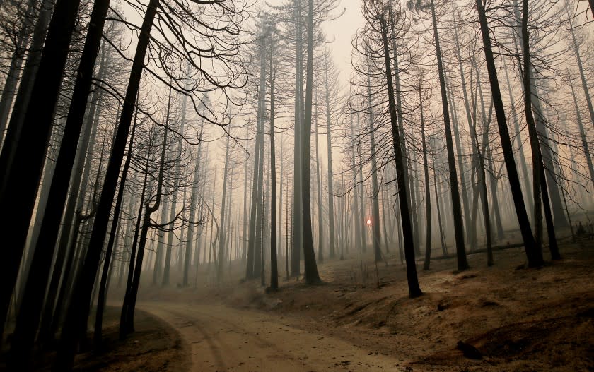 GRIZZLY FLATS CALIF. - AUG. 18, 2021. A road cuts through the community of Grizzly Flats, which was consumed by the Caldor Fire on Wednesday, Aug. 18, 2021. (Luis Sinco / Los Angeles Times)