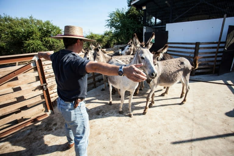 Dr German Errazuriz took the advice of a patient's relatives in southern Chile and began prescribing donkey's milk to children intolerant to milk formulas