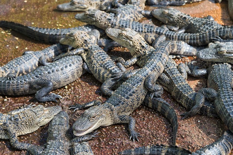 Everglades Alligator Farm