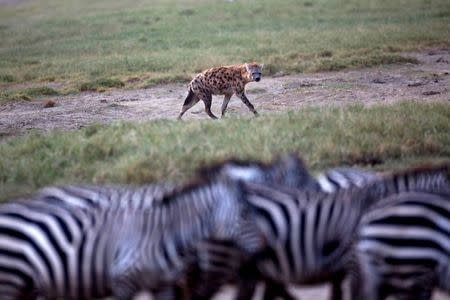 A hyena eyes a herd of zebra at Lake Nakuru National Park, Kenya, August 19, 2015. . REUTERS/Joe Penney