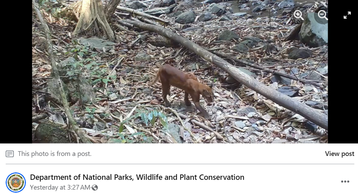 The Asiatic golden cat was caught walking past a trail camera set up by wildlife officials.