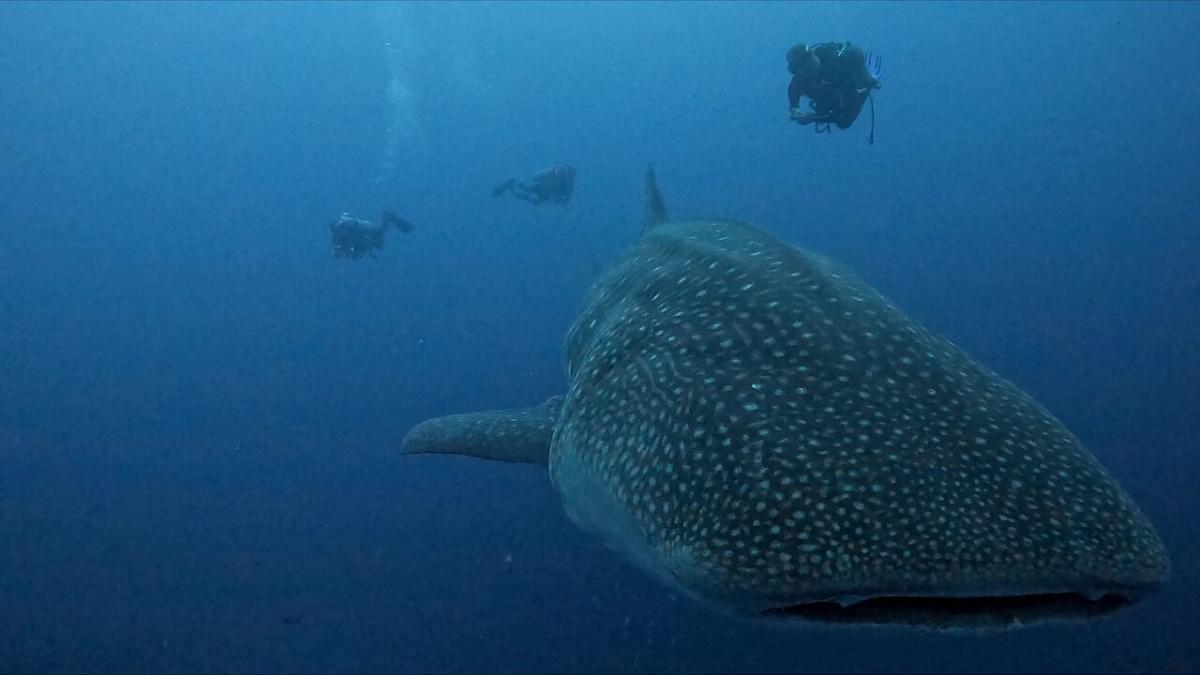 To Identify Whale Sharks, Scientists Looked to the Stars - Atlas