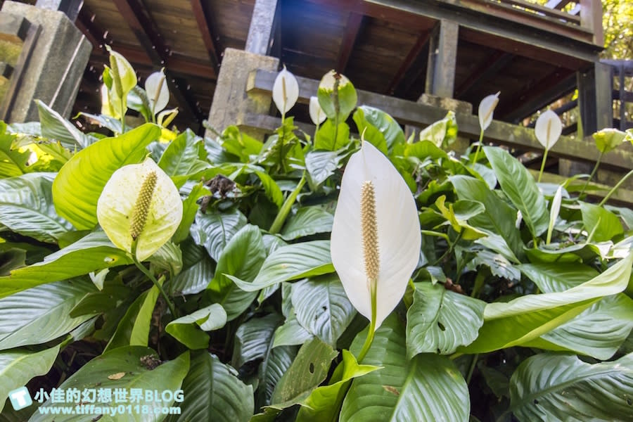 新北微笑山線親子一日遊土城