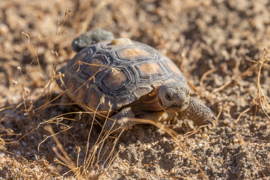 70 critically endangered Mojave desert tortoises have successfully emerged from their winter burrows after being reintroduced into their native habitat. (San Diego Zoo Wildlife Alliance)