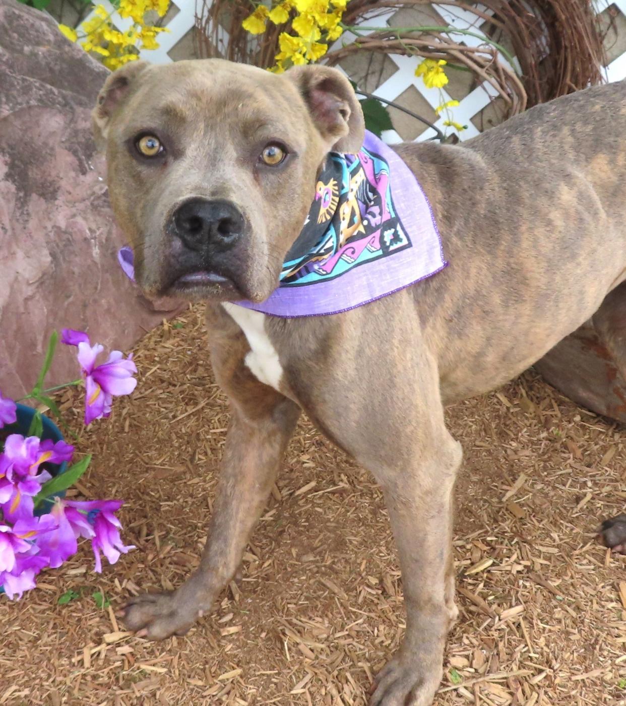 Rex, ID #354773, was adopted from the shelter 3 years ago when he was a puppy. His family moved and could not take Rex with them. He is a smart and sweet 53-pound pit bull terrier. Rex knows sit and shake, and he likes cats, dogs and kids. He is housebroken and is a gentle walking buddy. There's a lot to like about Rex. Until overcrowding gets under control, adoption fees are waived for all dogs, no matter their size. To meet Rex, go to the Oklahoma City Animal Shelter at 2811 SE 29 between noon and 5 p.m. Tuesday through Saturday. Go online to www.okc.gov or www.okc.petfinder.com to see all the cats and dogs available for adoption.