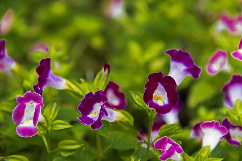 8) Torenia