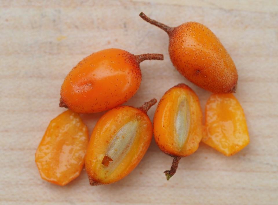 Sea buckthorn is a superfood that can be a dietary game changer, says a new study. dpa/picture alliance via Getty Images