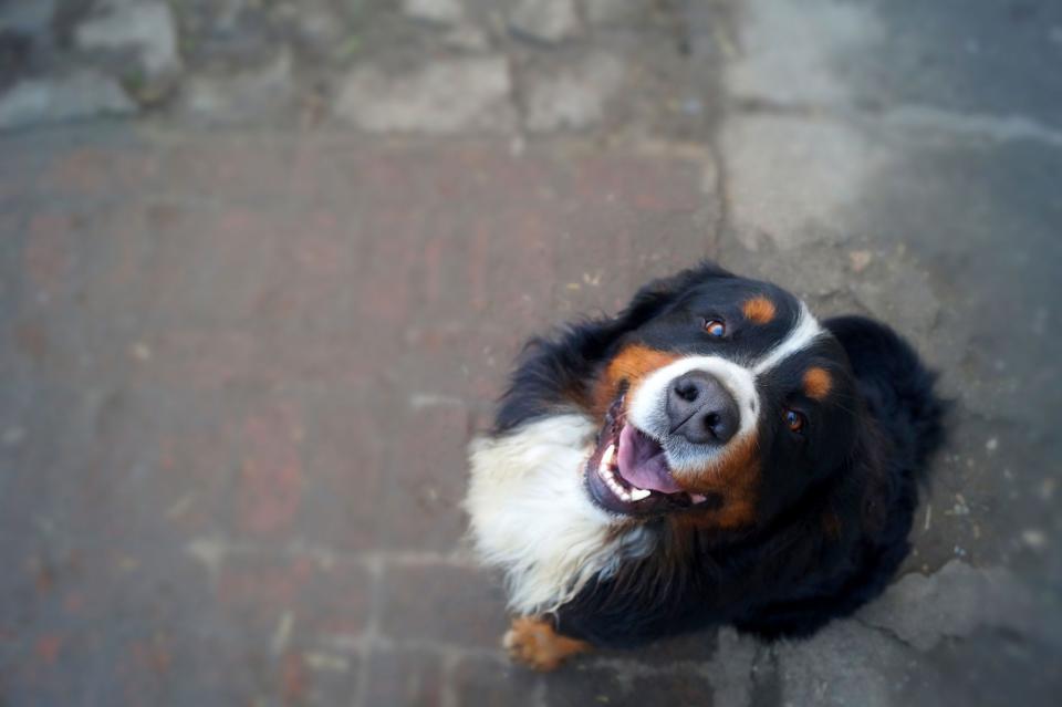 Bernese Mountain Dog