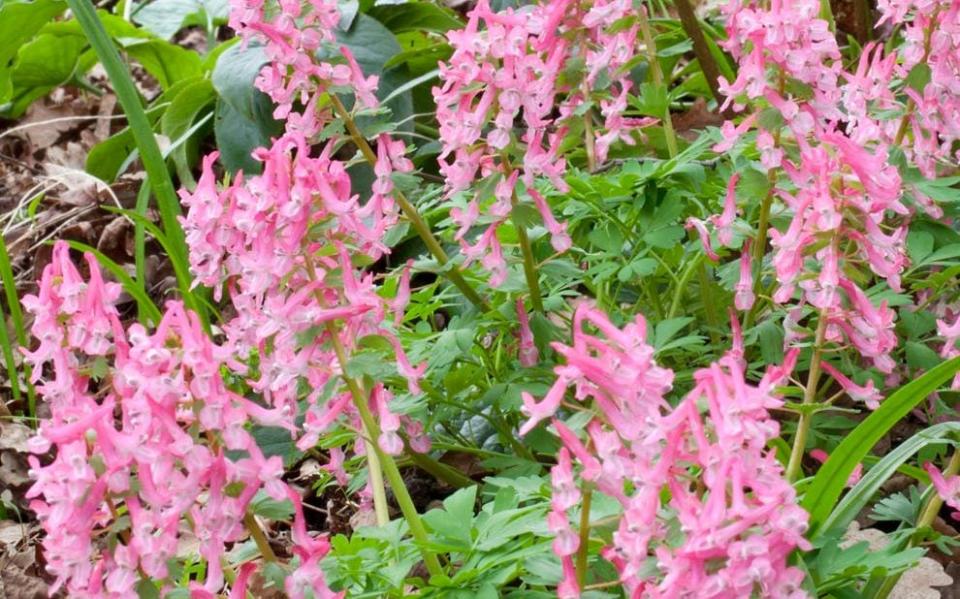 Corydalis solida subsp. solida 'Beth Evans', - Marianne Majerus