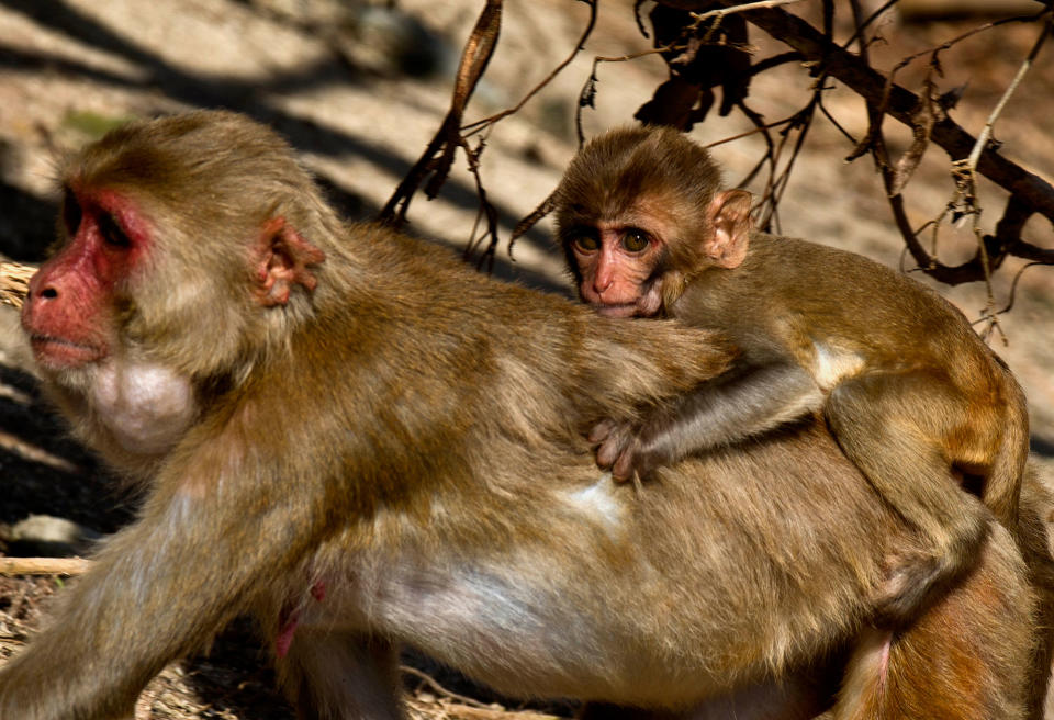 <p>A female monkey carries her baby on her back on Cayo Santiago, known as Monkey Island, in Puerto Rico on Oct. 4, 2017. Every animal born on the island is tattooed for easy identification, and the skeleton of every one that has died over nine generations has been saved for future reference. (Photo: Ramon Espinosa/AP) </p>