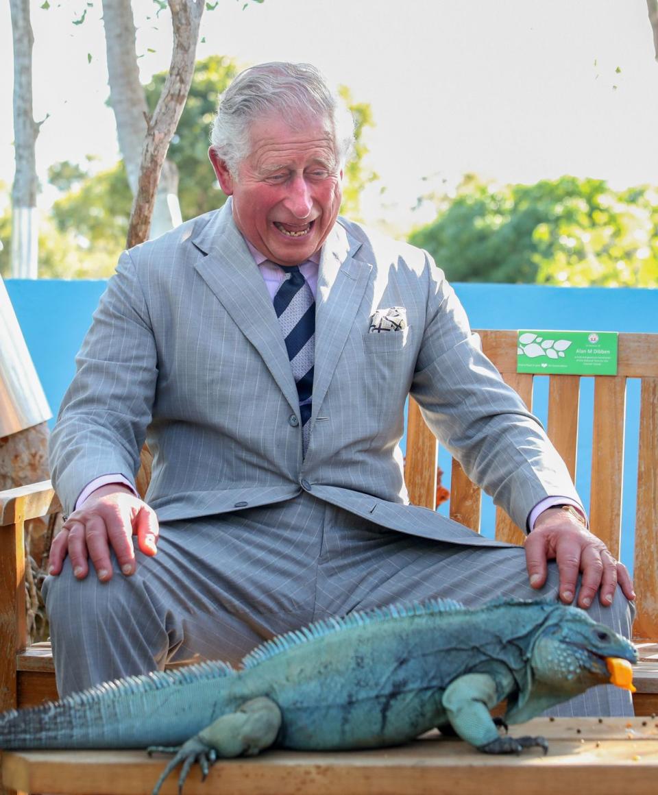 <p>Clearly, Charles was amused by this giant iguana during his trip to Grand Cayman.</p>