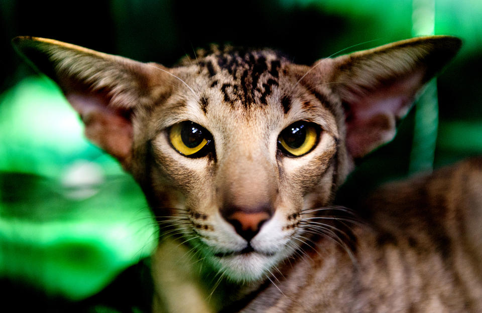 <p>Cat participates in the GCCF Supreme Cat Show at National Exhibition Centre on October 28, 2017 in Birmingham, England. (Photo: Shirlaine Forrest/WireImage) </p>