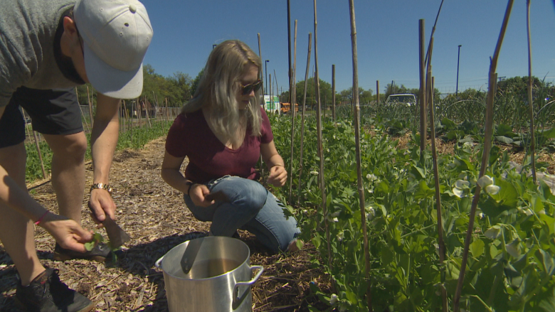 Ulam project: Toronto youth build a culinary connection with Filipino culture