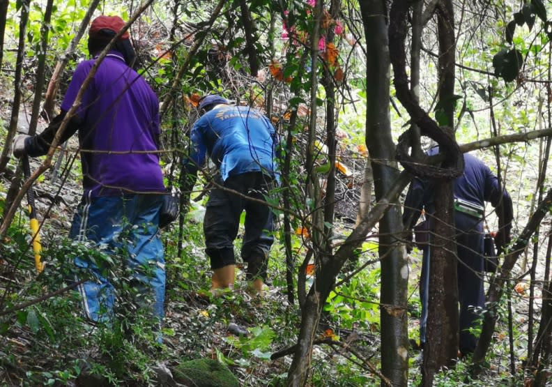 T-earth高雄示範基地中，第一線的工作者正在清理讓森林窒息的藤蔓。邱莉燕攝影