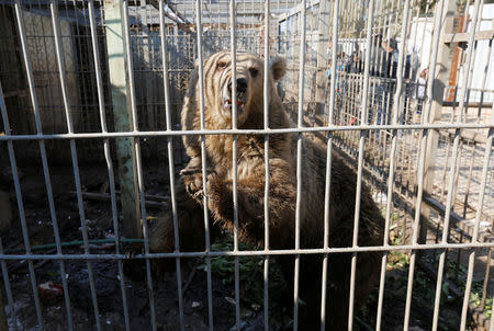 Lola the bear, one of two surviving animals in Mosul's zoo along with Simba the lion, is seen in its cage at Mosul's zoo, Iraq, February 2, 2017. Picture taken February 2, 2017. REUTERS/Muhammad Hamed
