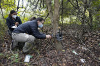 Yale University doctoral students Siria Gamez, and Aishwarya Bhandari, rear, work on a wildlife camera that had been attached to a tree in a Detroit park on Oct. 7, 2022. With many types of wildlife struggling to survive and their living space shrinking, some are finding their way to big cities. In Detroit, scientists place wildlife cameras in woodsy sections of parks to monitor animals. (AP Photo/Carlos Osorio)