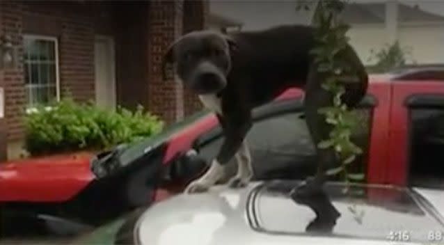 A flood survivor who left his pitbull behind when he had just minutes to evacuate rising floodwaters, has said rescuers were to blame for forcing him to abandon his pet. Picture: CBSDFW