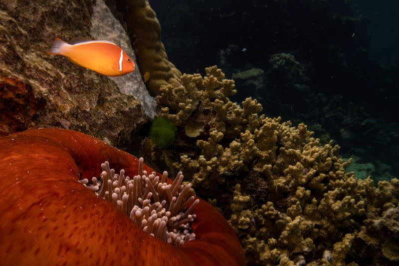 A pink anemonefish swims above a sea anemone in the Great Barrier Reef off the coast of Cairns, Australia