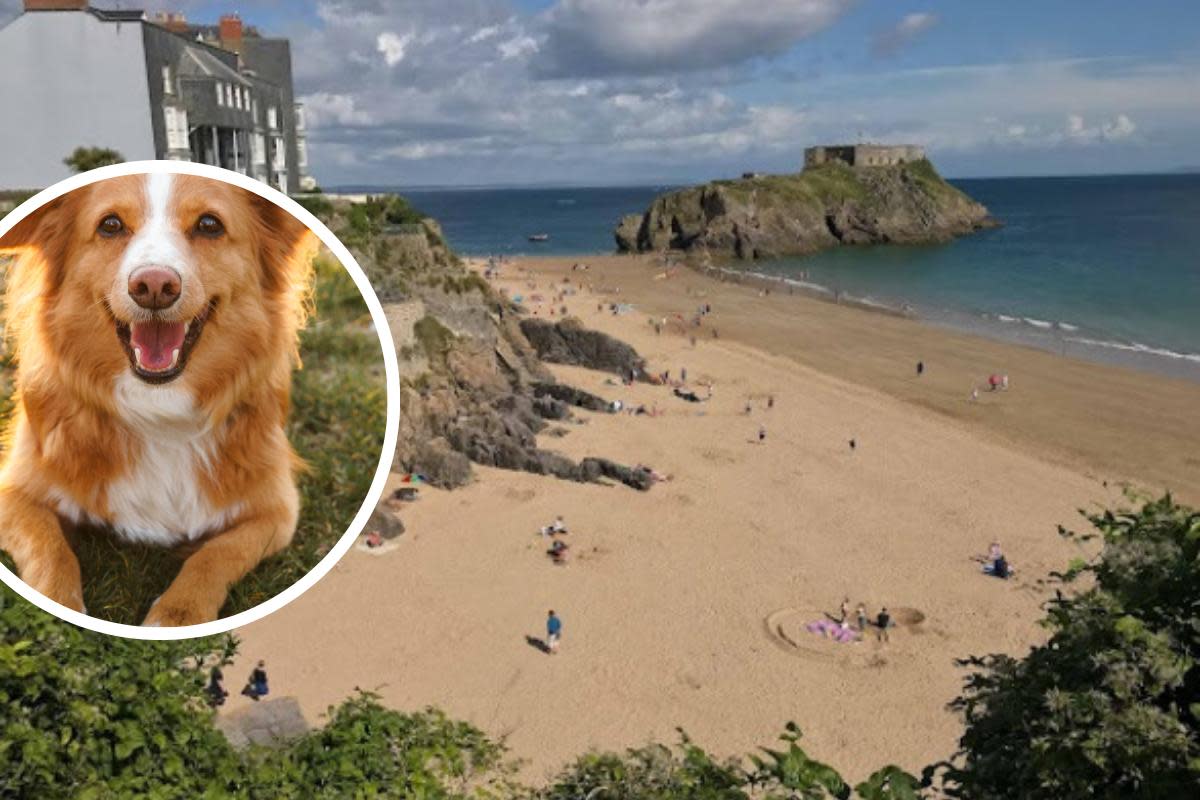 There are ten Pembrokeshire beaches where dogs are banned this summer <i>(Image: Google Maps/Canva)</i>