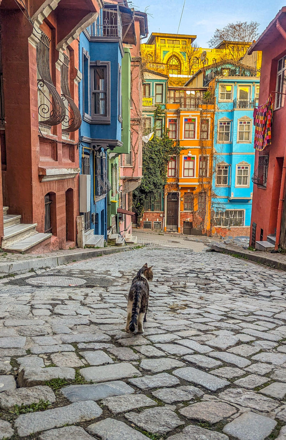 A cat looking down a street in Balat, Istanbul