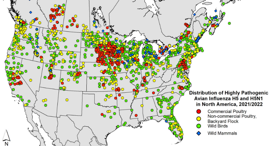 This map shows avian flu cases in the United States, with an outbreak in a large commercial chicken flock in Franklin County, Wash., yet to be added.