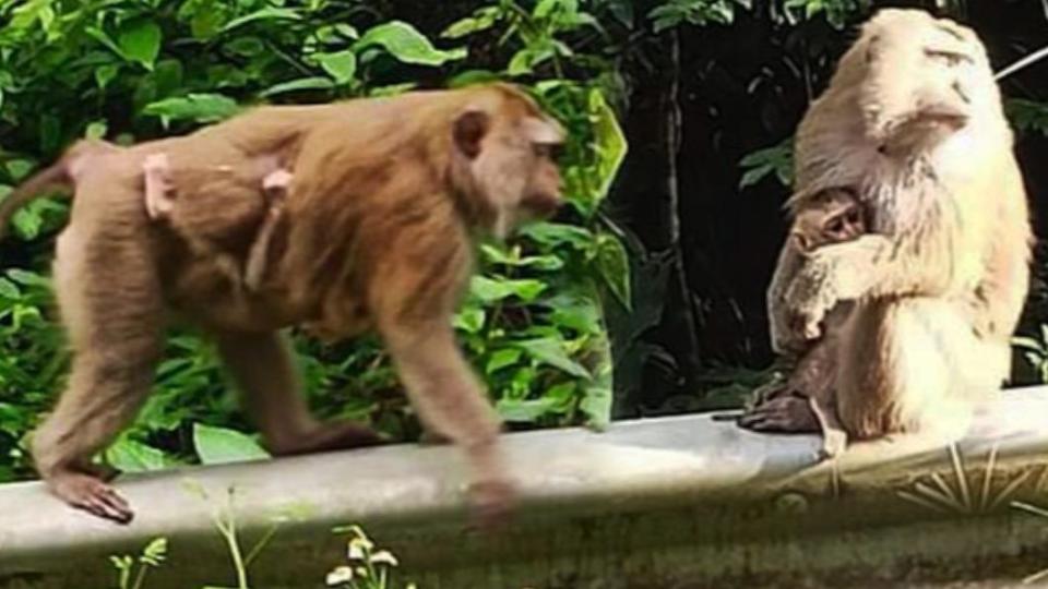 10隻豚尾獼猴（pig-tailed macaque）發狂攻擊。（圖／翻攝自《每日星報》）