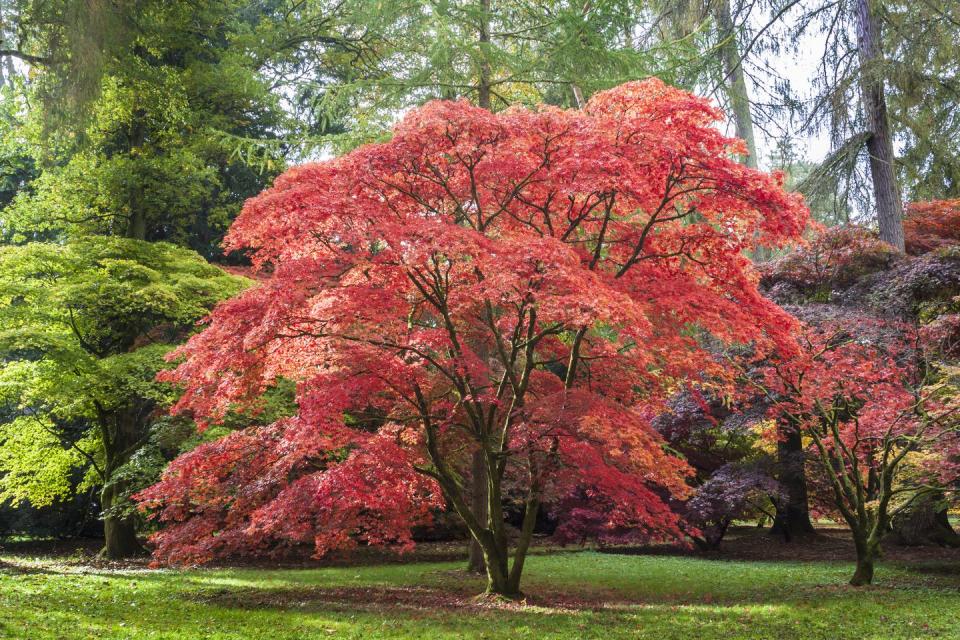 <p>Small ornamental trees add character and structure to a landscape and provide a striking focal point. Look for Japanese maples, which have delicate foliage, interesting bark, and lovely arching limbs; redbuds have teeny-tiny pink or purple flowers in early spring and pretty heart-shaped leaves; and smoke trees, which have clusters of airy seeds with reddish foliage that turns to orange in fall.</p><p>Varieties to try: Japanese Maple Bloodgood, Forest Pansy Redbud</p><p><a class="link " href="https://www.amazon.com/Brighter-Blooms-Bloodgood-Japanese-Shipping/dp/B07XGNBXFH/ref=sr_1_1_sspa?crid=ARB50SADJDY5&keywords=Bloodgood%2BJapanese%2BMaple%2BTree&qid=1677120965&refinements=p_72%3A2661618011&rnid=2661617011&sprefix=bloodgood%2Bjapanese%2Bmaple%2Btree%2Caps%2C109&sr=8-1-spons&spLa=ZW5jcnlwdGVkUXVhbGlmaWVyPUEyQk5NNE44OTFCT0xaJmVuY3J5cHRlZElkPUEwNDQ2MjIxM0paUFFRSVgxNFZKWSZlbmNyeXB0ZWRBZElkPUEwMDkwMTY5M1JEUk41UkQ4VDg5USZ3aWRnZXROYW1lPXNwX2F0ZiZhY3Rpb249Y2xpY2tSZWRpcmVjdCZkb05vdExvZ0NsaWNrPXRydWU&th=1&tag=syn-yahoo-20&ascsubtag=%5Bartid%7C10057.g.31965995%5Bsrc%7Cyahoo-us" rel="nofollow noopener" target="_blank" data-ylk="slk:Shop Now;elm:context_link;itc:0;sec:content-canvas">Shop Now</a></p>