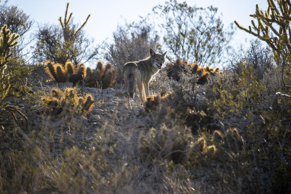 FILE - A coyote ambles among cactus and other plants within the proposed site of Avi Kwa Ame National Monument on March 1, 2022, near Searchlight, Nev. President Joe Biden is establishing national monuments in Nevada and Texas and creating a marine sanctuary southwest of Hawaii. Biden will announce the measures Tuesday at a White House summit on conservation action at the Interior Department. (L.E. Baskow/Las Vegas Review-Journal via AP, File)