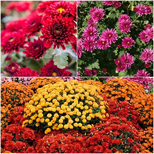 200-Mixed Color Chrysanthemum Seeds-Rare Ground Cover Landscape