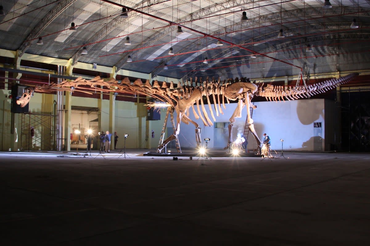 The dinosaur will be on show until January 2024  (MEF/Natural History Museum)