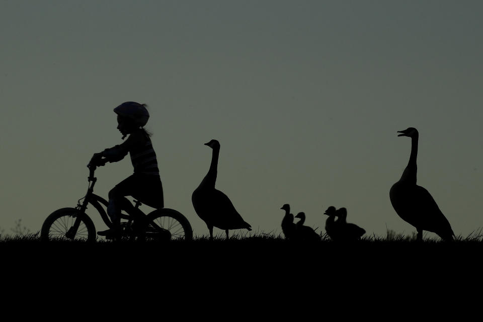 FILE - In this April 30, 2020, file photo, a girl rides her bicycle past a family of geese at South Lake park in Overland Park, Kan. (AP Photo/Charlie Riedel, File)