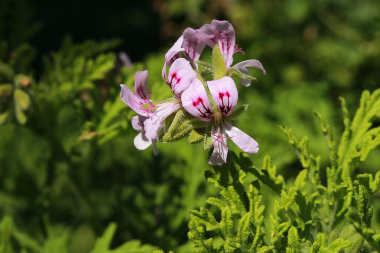 sweet scented geranium