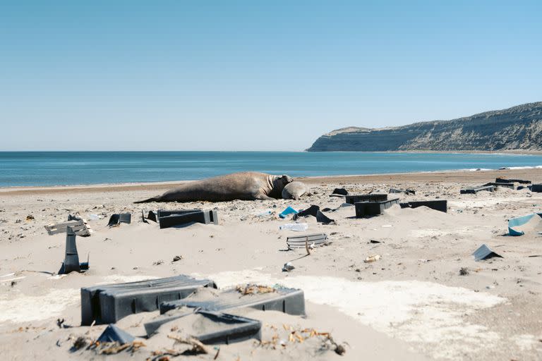 Muchas playas de Chubut son un santuario de animales salvajes, pero están repletas de basura