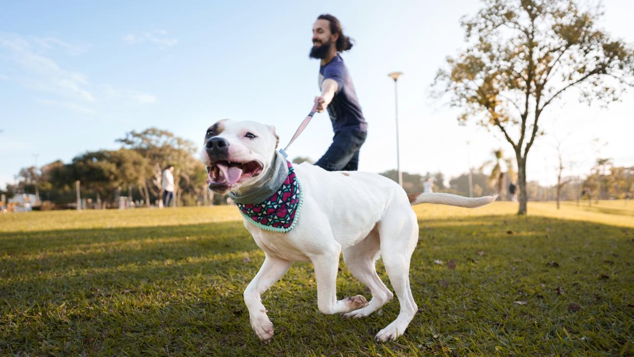  Dog pulling on leash in park. 