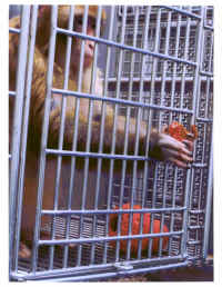 A macaque in its cage at the Washington National Primate Research Center in Seattle.