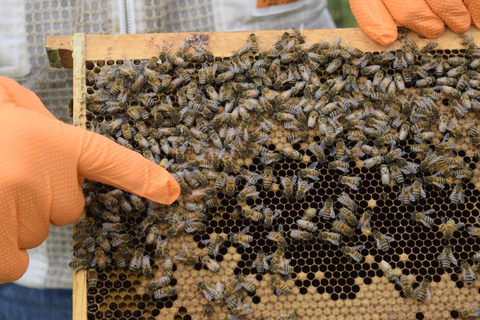 Allen Stovall, who wears protective clothing like gloves while handling his bees, points out the larger queen among other bees in a hive in his backyard.