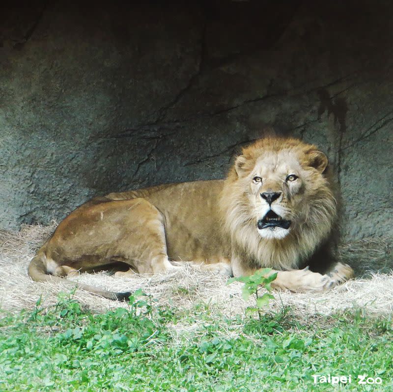 ▲非洲獅。（圖／取自Taipei Zoo臺北市立動物園）