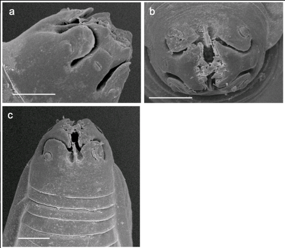 The new species, named Procyrnea fraseri, was found in 18% of the examined birds, researchers said.