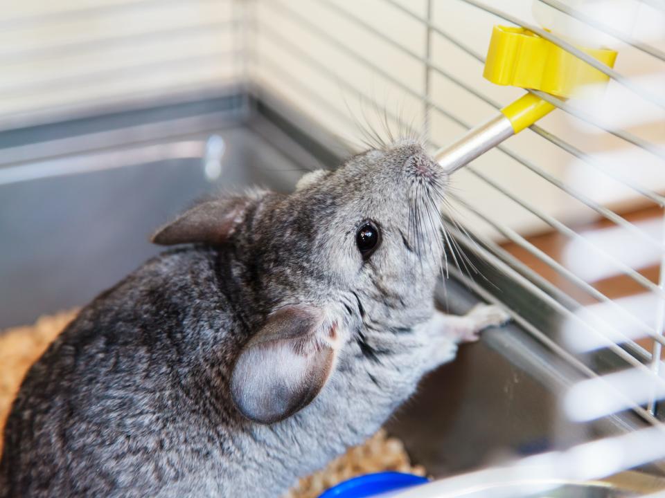 pet chinchilla drinking water