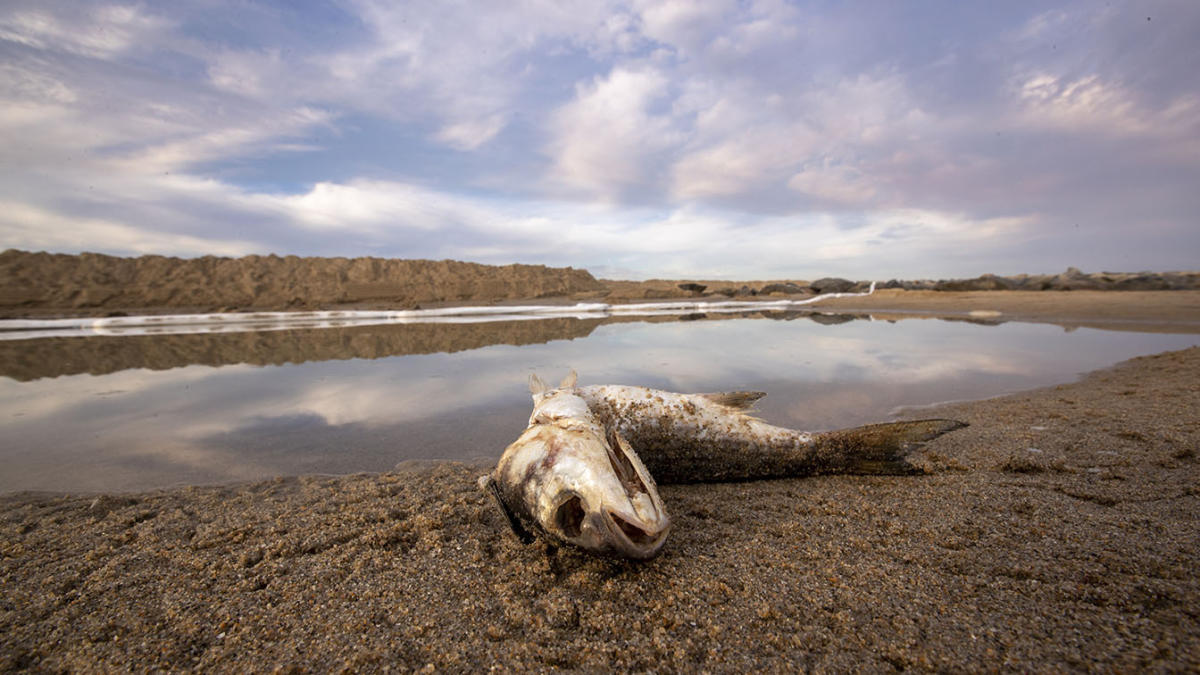 Socioeconomics - Channel Islands - Commercial Fishing