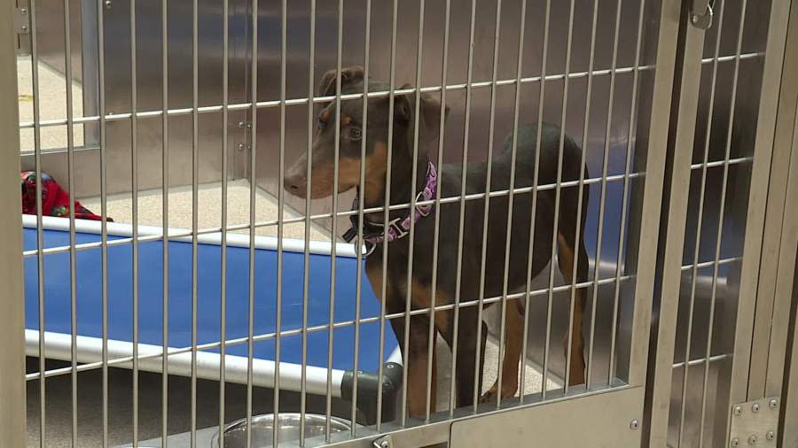 A dog at the Kent County Animal Shelter on Feb. 7, 2024.