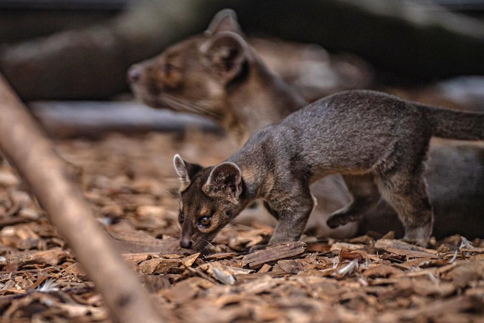 baby fossa triplets born at the Chester Zoo