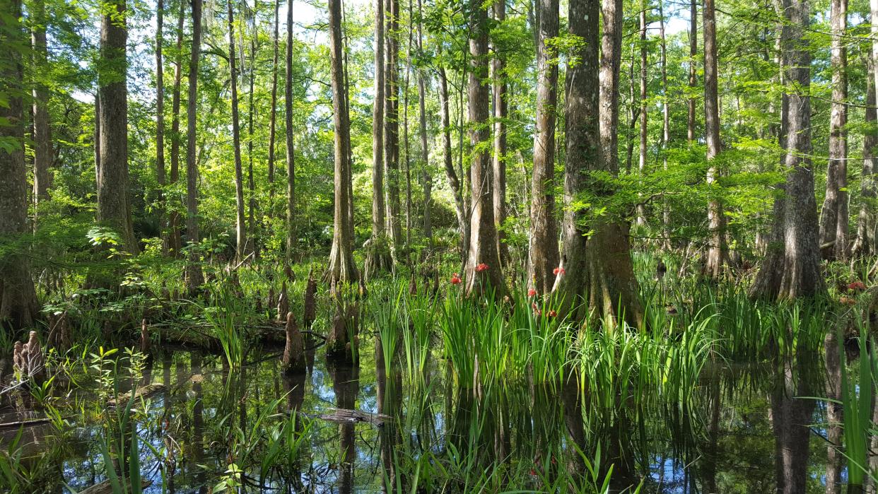 Downstream of a Mississippi River control point in Louisiana's Cajun Country, bottomland hardwood forests are home to a richly diverse array of plants and animals that depend on regular water flows.