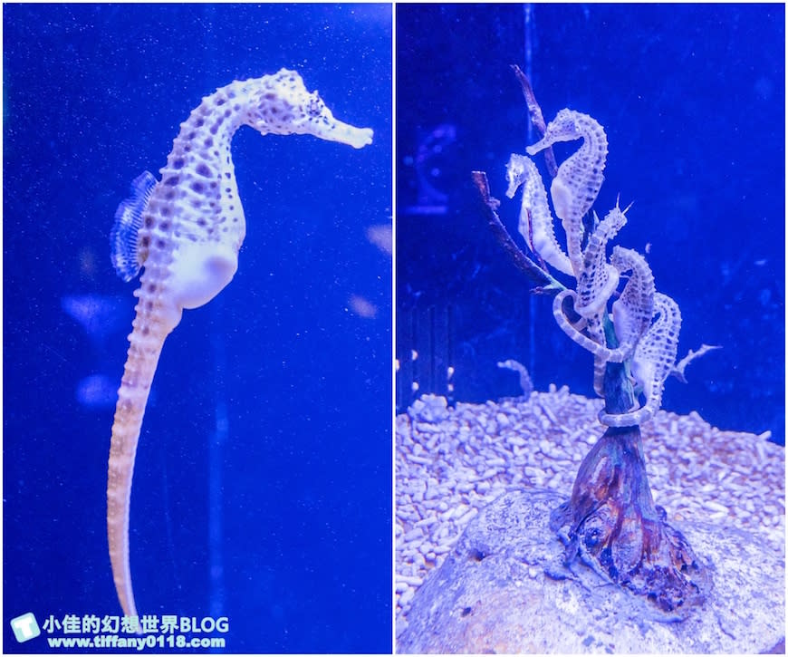 澎湖水族館