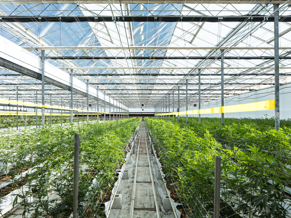 Covered greenhouse with rows of cannabis plants under piping and with aisles for access.